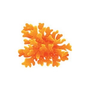 Orange Rainbow Coral